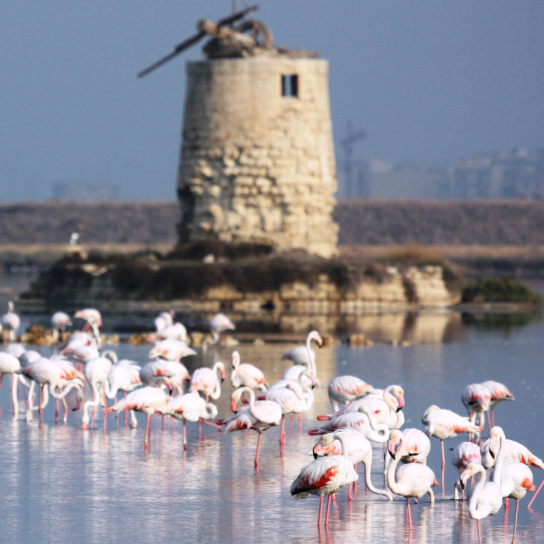 Saline Trapani